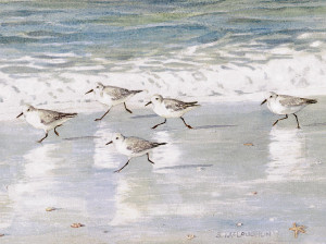 sandpipers-on-siesta-key-shawn-mcloughlin