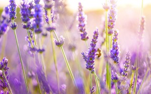 Bee enjoying fresh Lavender flowers