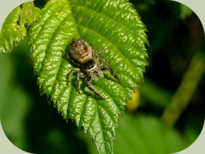 Jumping-Spider-on-leaf1.jpg