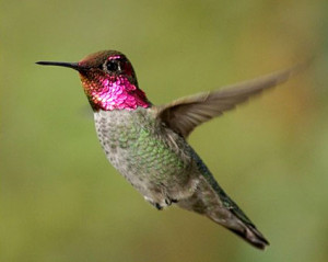 annas_hummingbird_sim_1