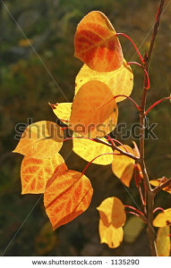 brilliant-autumn-aspen-leaves-in-the-sandia-mountains-of-central-new-mexico-1135290