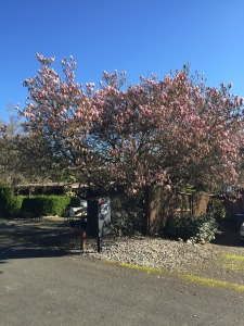 flowering magnolia across the street